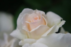 白色系の薔薇