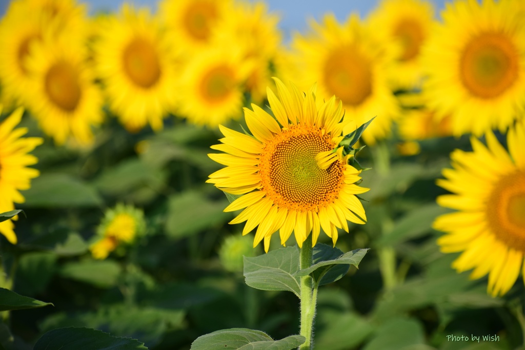 夏の思い出