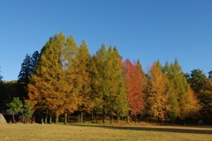 Colored leaves gradation