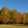 Colored leaves gradation