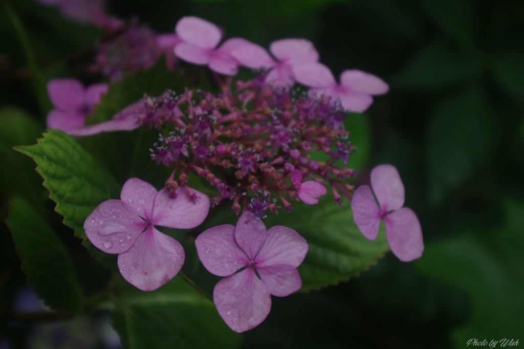7月の紫陽花