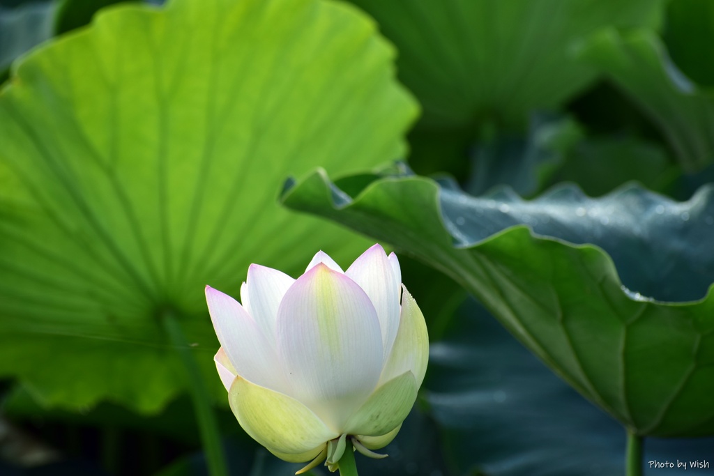 朝の白蓮