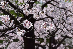 桜日和