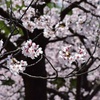 桜日和