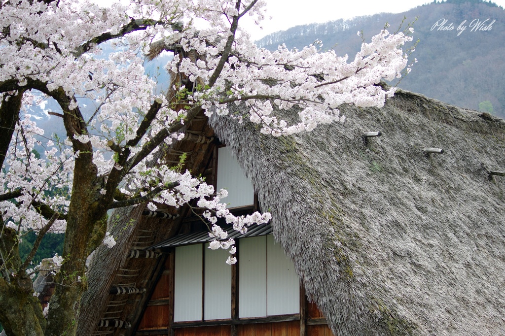 平成最後の桜