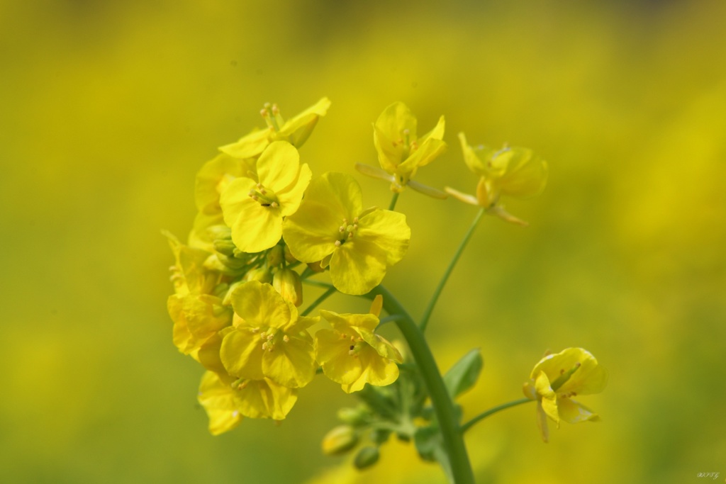 ４月の菜の花