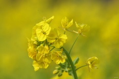 ４月の菜の花
