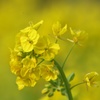 ４月の菜の花