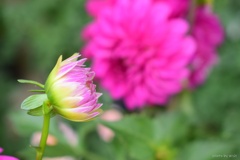 dahlia