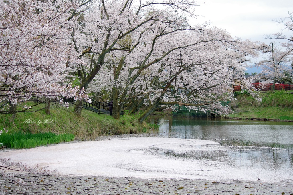 桜風景