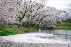 桜風景