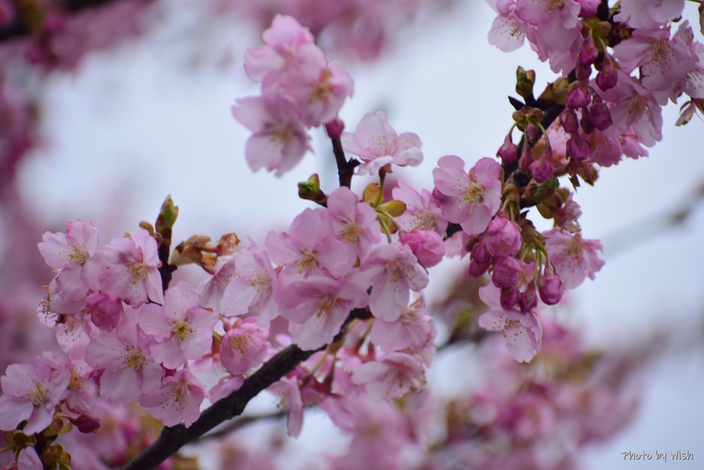 河津桜