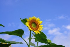 梅雨明けをしたみたいです(^O^)