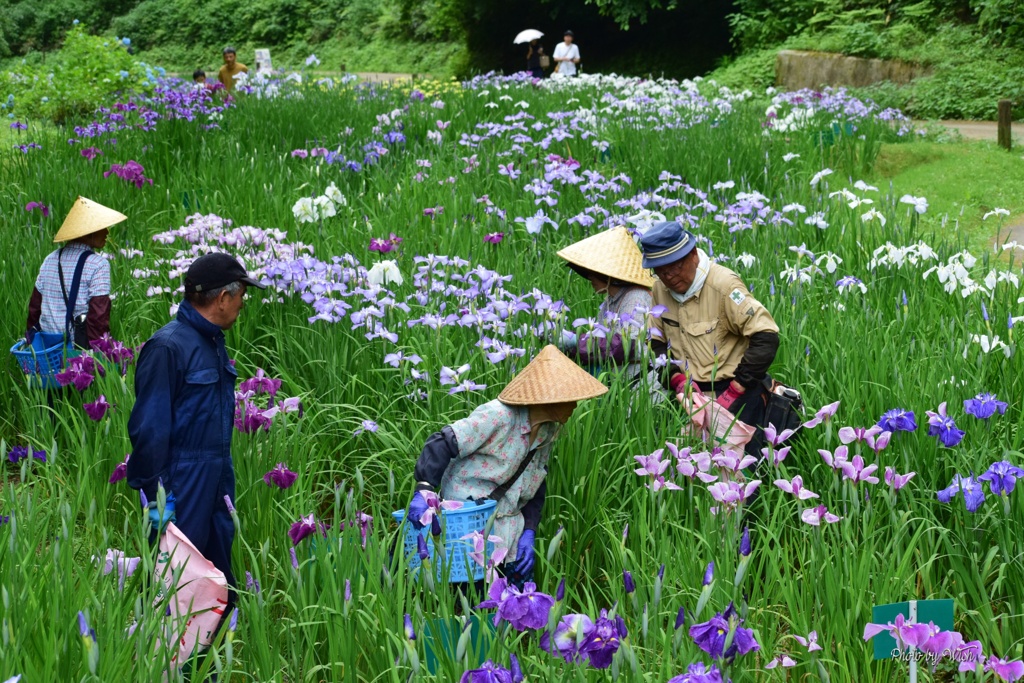 花摘み