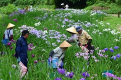 花摘み