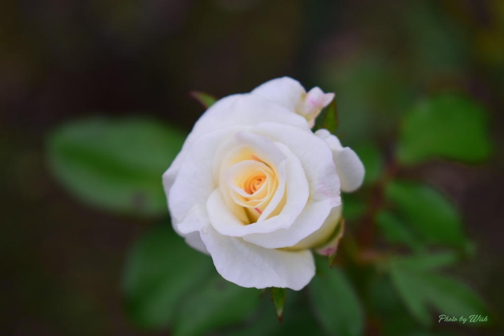 秋の薔薇