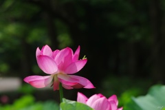 蓮花の展望台