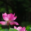 蓮花の展望台