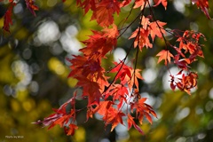 煌めく紅葉：2023年晩秋