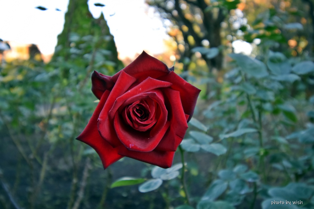 晩秋の紅薔薇