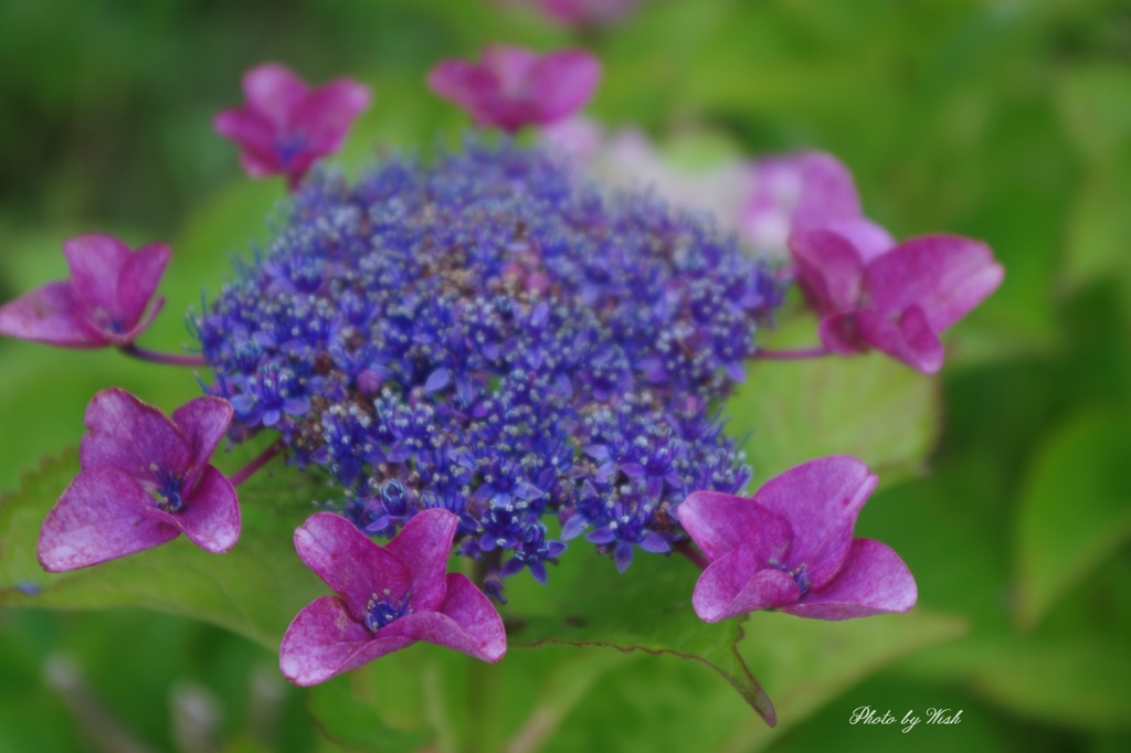 7月の紫陽花
