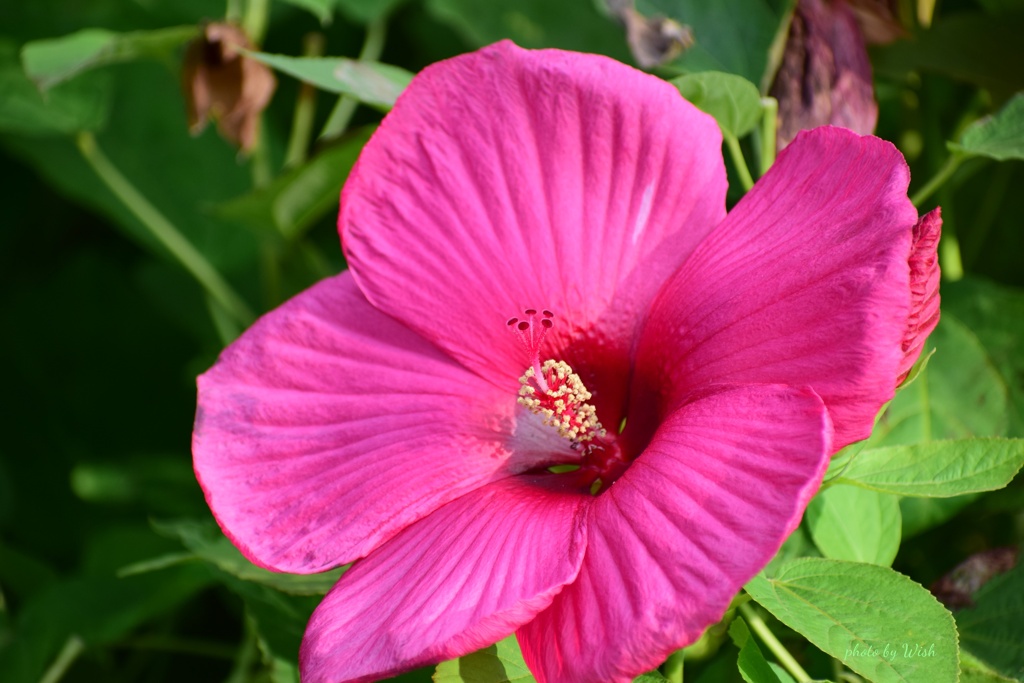 大輪の花