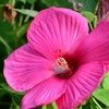 大輪の花