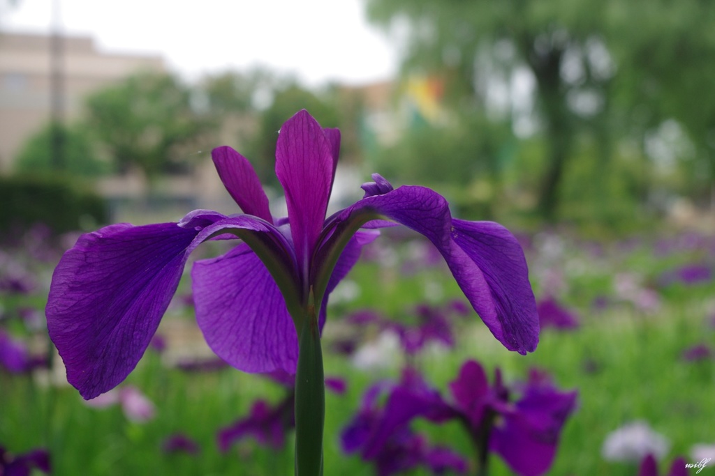 砺波チューリップ公園内の花菖蒲園