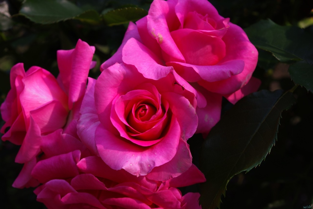 薔薇