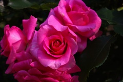 薔薇