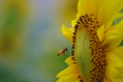ミツバチとひまわり：桜ヶ池クアガーデン