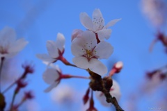 見頃も葉桜へ