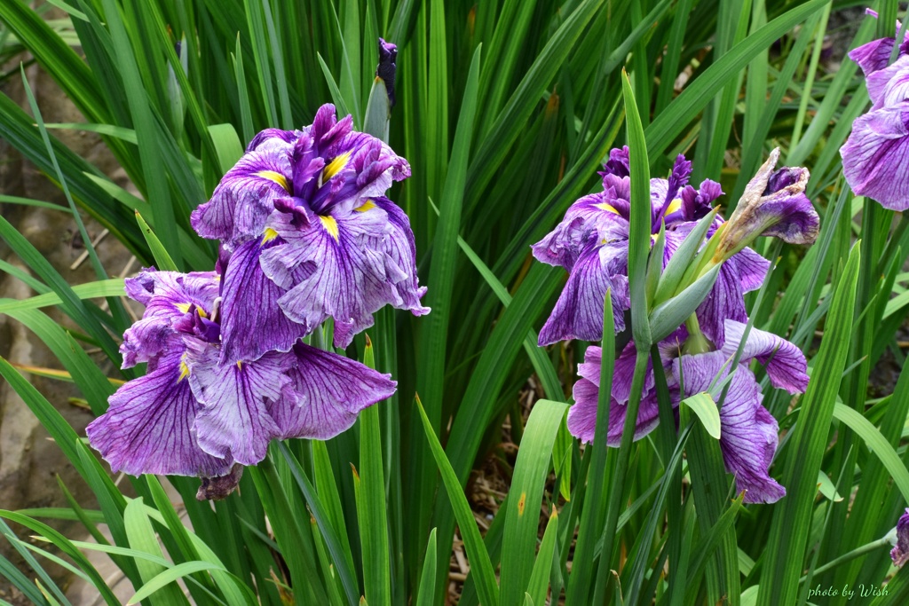 花菖蒲