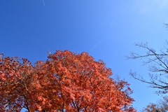 １２月の紅葉