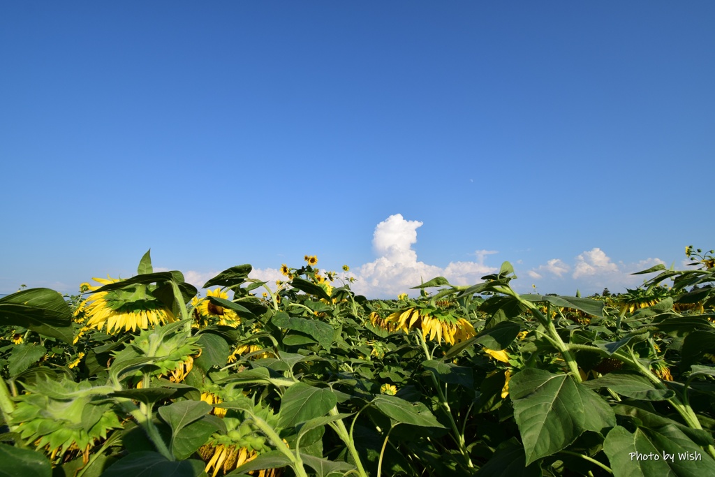 入道雲と小さく見える月と熟したひまわり