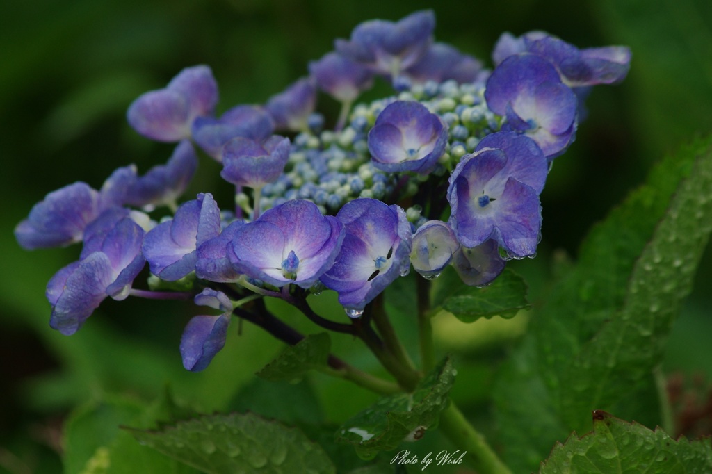 紫陽花の季節