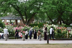 休日の薔薇園