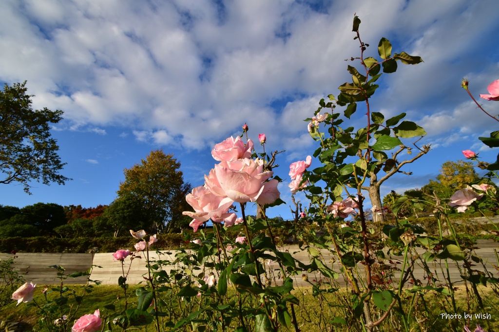 秋空の薔薇