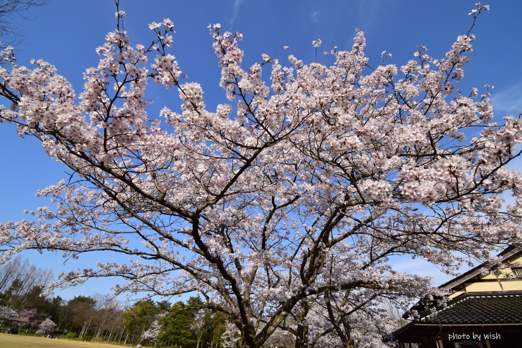 桜日和の日に