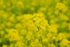 菜の花