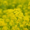 菜の花