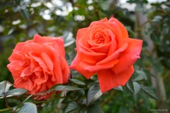 秋薔薇