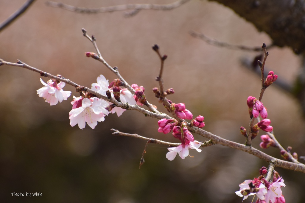 3月の十月桜