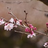 3月の十月桜