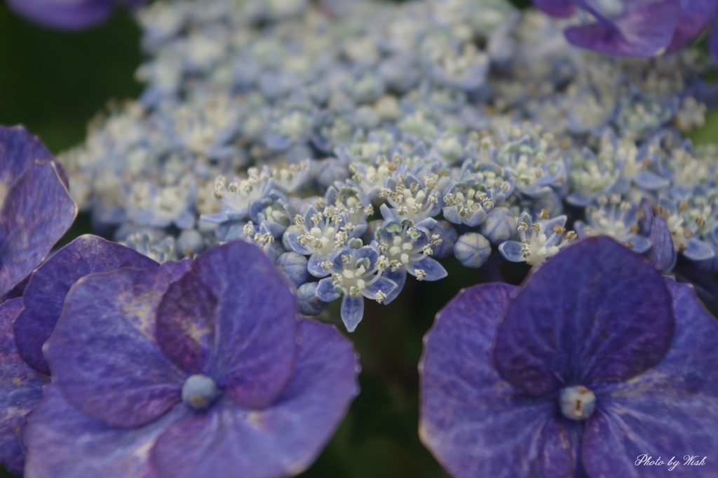 紫陽花の世界