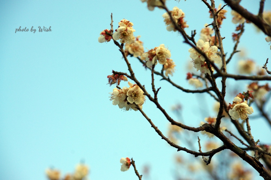青空を背景に咲く白梅