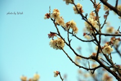 青空を背景に咲く白梅