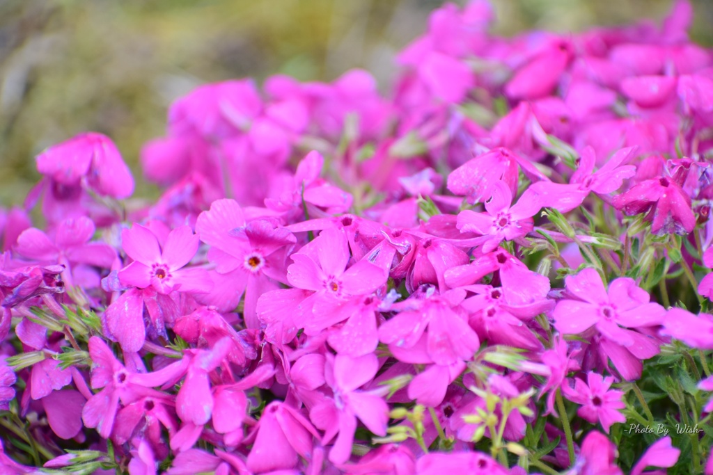 芝桜