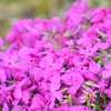 芝桜