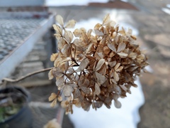 冬の紫陽花